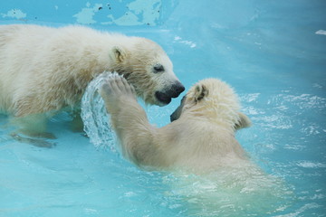 Polar bear twins
