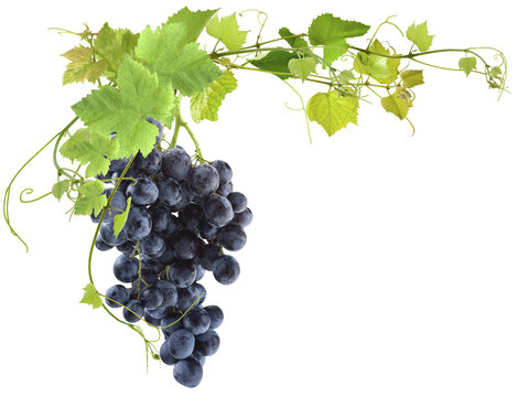 vigne et grappe de raisin muscat sur fond blanc © Unclesam