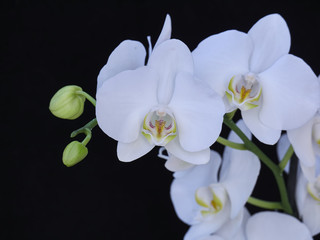 white orchid flowers closeup on black background