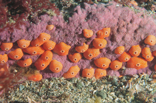 Tiny orange compound tunicates probably of Didemnidae family.