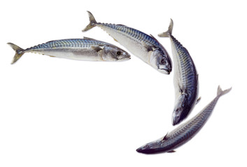 Several raw atlantic mackerels on a light background