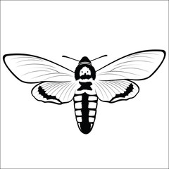 Death s Head Hawkmoth