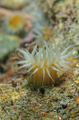 White tentacled anemone Anthothoe albocincta