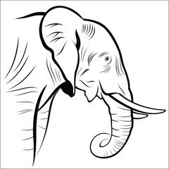 Elephant on a white background