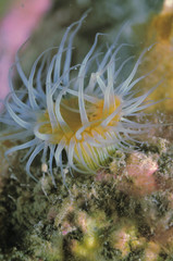 Naklejka na ściany i meble White-tentacled anemone Anthothoe albocincta on rock.