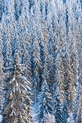 Forest with snow in the landscape