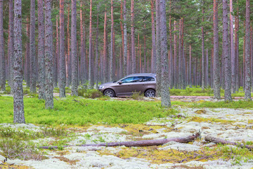 Obraz na płótnie Canvas Car parked in the woods