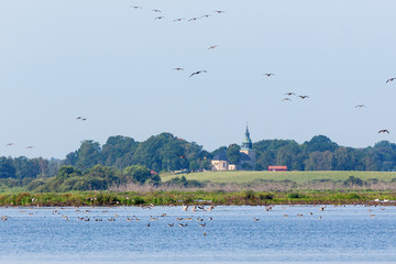 Church by the the lake with geese