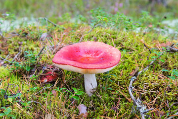 Mushrooms growing in the forest