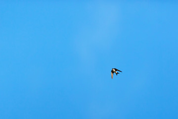 House Martin flying in the summer sky