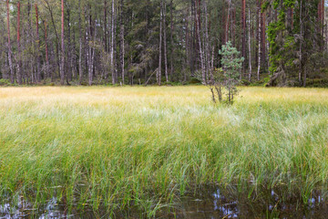 Swamp lake in the forest