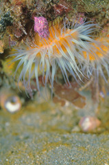 White-tentacled anemones Anthothoe albocincta.