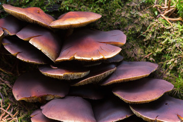 Fungi Chestnut brittlestem in the forest