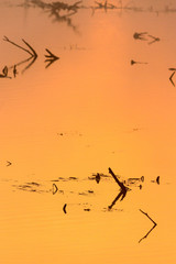 Dawn reflections in the lake