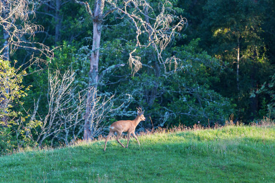 Roe Deer buck going in the meadow hillside