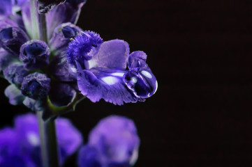 Raindrop on Blue Salvia or Salvia Splendens petal