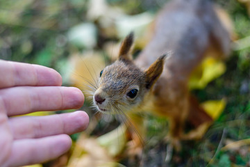 Squirrel sniffs the man's hand.