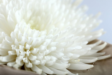 Beautiful autumn flower - white chrysanthemum