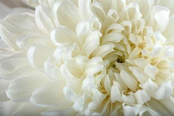 Soft flower - white chrysanthemum, macro