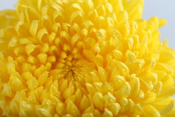 Sunny yellow chrysanthemum, macro