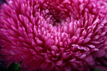 Purple blossom chrysanthemum