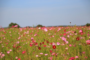 コスモス畑