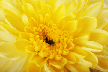 Pretty yellow blossom, macro