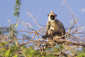Fototapeta premium Tufted gray langur in Bundala national park, Sri Lanka