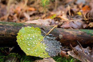 kleines grünes Herbstblatt mit Tautropfen
