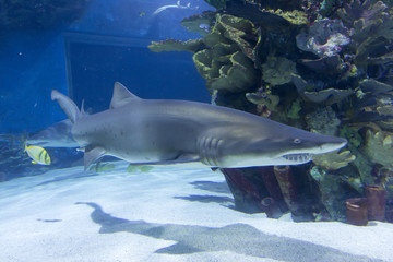 Fototapeta premium Shark