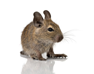 cute small baby rodent degu pet