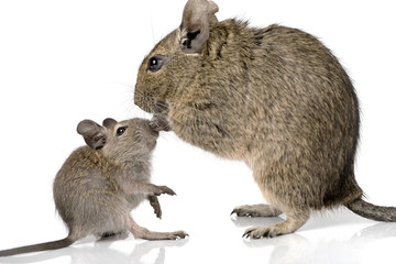 cute small baby rodent degu pet with its mom