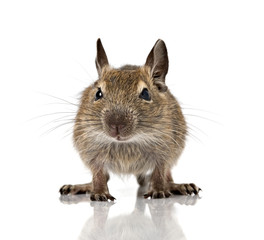 cute small baby rodent degu pet closeup