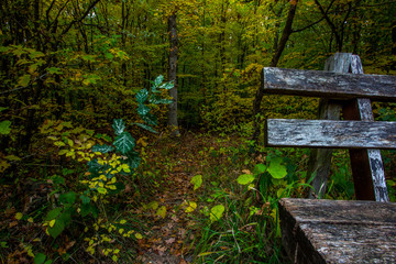 Bank im herbstlichen Ober-Olmer Wald