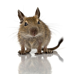 cute small baby rodent degu pet