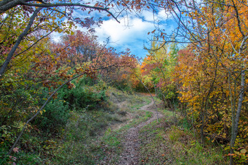 Wanderweg zwischen bunten Bäumen