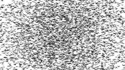 A duple flock of flying birds forms the witch flying on the Sabbath - part of timelapse, stop motion, gif animation