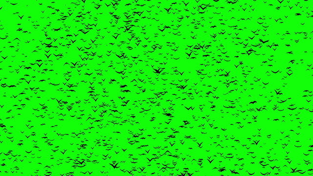 A flock of flying birds forms the witch flying on the Sabbath, green screen.