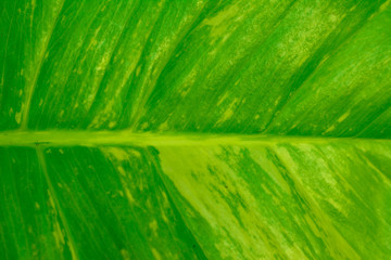 Texture of a green leaf as background