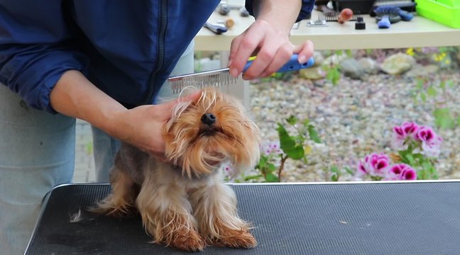 View of the head of Yorkshire terrier, who is combing by the groomer woman. The dog has eyes closed cute.