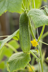 cucumber