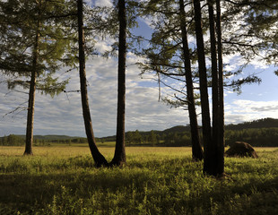 Сосны, стоящие на окраине поля