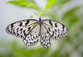 Fototapeta na wymiar Large Tree Nymphs butterfly