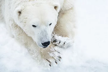 Papier Peint photo autocollant Ours polaire Белый медведь.