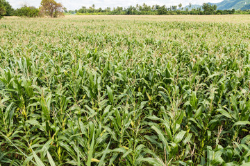 corn field