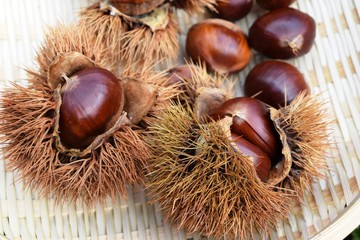 収穫した栗／山形県庄内地方の栗林で、収穫した栗を撮影した写真です。