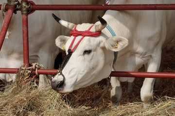allevamento bovini di razza chianina