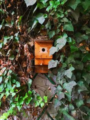 casa de pajaro entre hojas verdes