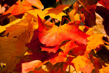 autumn orange leaves