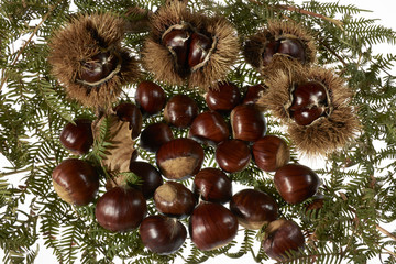 chestnut,autumn,food,organic,italy